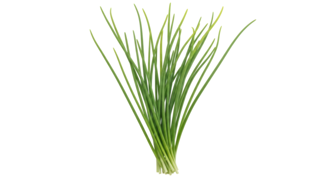 Isolated Fresh Chives