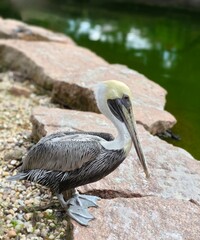 Majestic pelican on the shore of a reservoir on the rocks