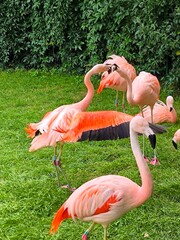 Exotic flamingos on green grass in the zoo