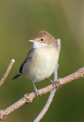 Greater Whitethroat on branch