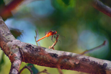 Yellow dragonfly on a log, Formosa, Argentina