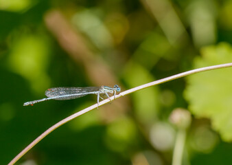 Dragonfly perched on a slender stem in a lush green garden setting during daylight