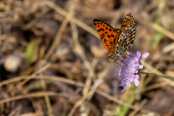 Butterfly resting on purple flower in a sunny meadow during springtime