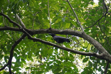 Large-billed Crow resting on the tree branch with green leaves background