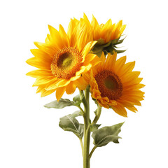 Obraz premium Bright yellow sunflowers in full bloom, cut out isolated on transparent or white background