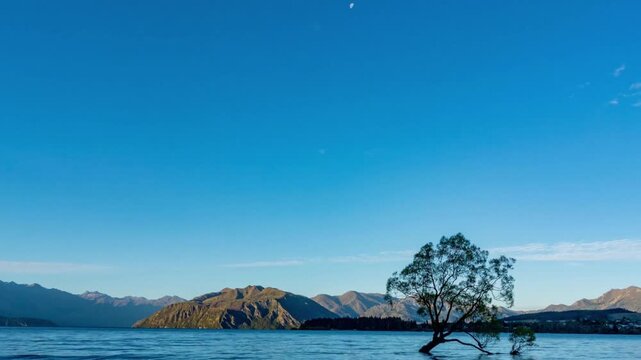 Lone tree in lake wanaka with mountains and blue sky in new zealand