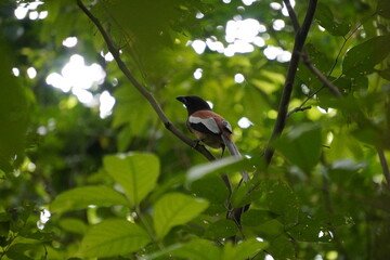Rufous Treepie perched on a tree branch with a background of green leaves