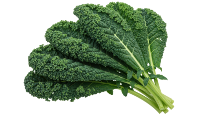 Isolated Bunch of Lacinato Kale Leaves