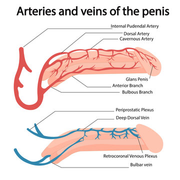 Blood circulation of the penis. Male reproductive organ,Genital Arteries