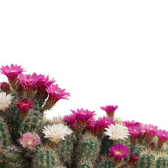Cactus plants with vibrant pink and white flowers in natural desert environment with white background