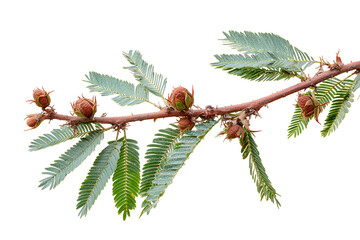 Green foliage branch with reddish brown seed pods on black background botanical illustration