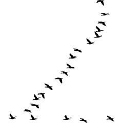 A silhouette of a flock of migratory birds flying in a V-formation, isolated on a white background. This image symbolizes teamwork and a journey.