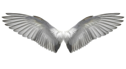 Isolated White Angel Wings Spread Wide