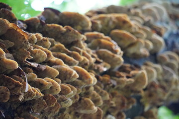cluster of Turkey Tail mushrooms growing on tree trunk in closeup 