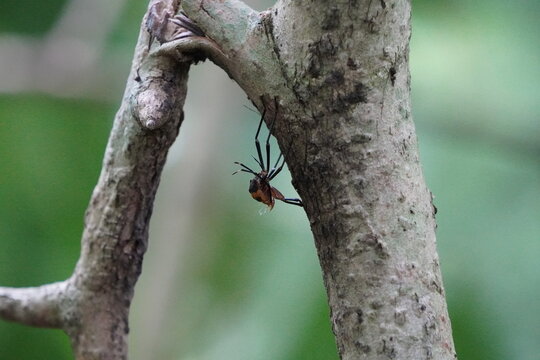 Aratus pisonii spider found on tree branches in the forest 