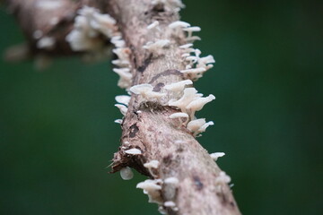Mashroom growing on tree trunk in closeup 