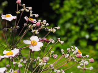 anemone eriocapitella hupehensis
