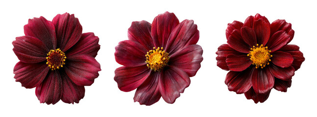 Isolated Red Cosmos Flowers on a Transparent Background