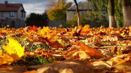 Close up view of empty autumn park at sunset. Brown maple leaves lying on lawn outdoor. Wind blowing through colorful foliage on the ground at parkland. Low view Slow motion - Powered by Adobe