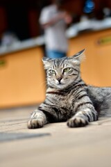 High definition photo of Tabby cat lying on a stone floor, basking in sunlight with a calm and confident expression, outdoor setting with soft focus background.