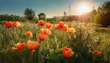 vibrant orange poppies gracefully sway in a sunlit meadow surrounded by green grass and wild plants nature s beauty showcases the colorful flowers in full bloom during springtime