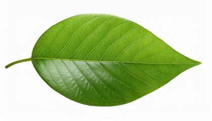 Obraz premium clear high definition leaf image designed for botanical or gardening use