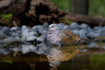 pigeon