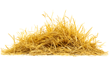 Golden Hay Pile Isolated Black Background