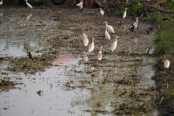 group of Cattle Egrets (Bubulcus ibis) in a muddy agricultural environment. 