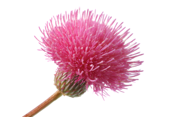 Pink thistle flower blossom close up detail nature botany