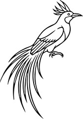 Fototapeta premium Cenderawasih Bird of Paradise, Minimalist Black and White SVG Line Art for Apparel and Sticker Design