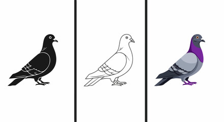 Set of three pigeon illustrations in silhouette, line art, and full-color vector styles, showing a standing bird in profile.