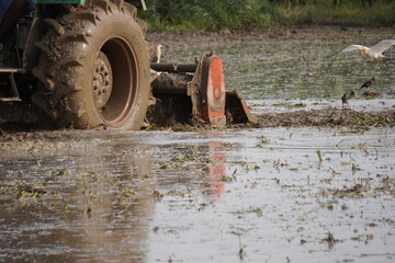 tractor working in a rice paddy field, likely engaged in the process of land preparation for rice...