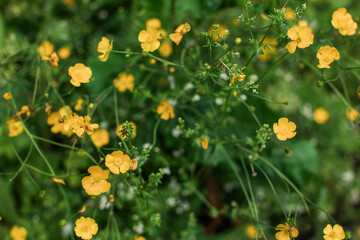 field of small tiny yellow flowers growing 