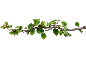 Lush green vine branch isolated on black background vibrant foliage nature photography botanical details