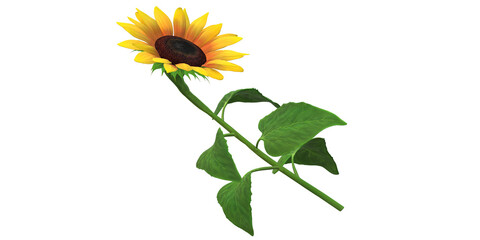 Beautiful 3D Render Sunflower isolated on a Transparent Background