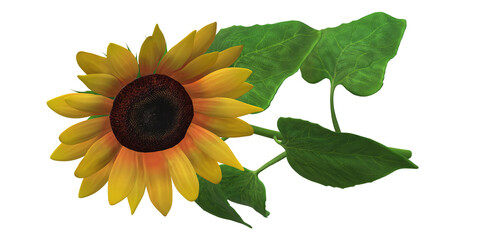 Beautiful 3D Render Sunflower isolated on a Transparent Background