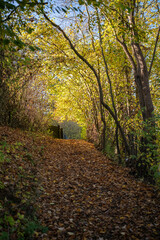 Naklejka premium Colorful tree alley in the autumn park on a sunny day.