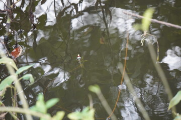 White colorful fishing bobber floats in water surface of lake