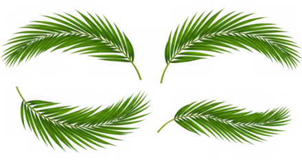Four lush green palm fronds arranged in a decorative pattern isolated on transparent background