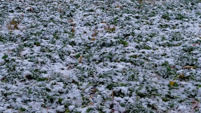 Grass field covered in snow. Winter minimalistic environment background