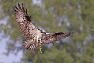Osprey flying with this prey on a green background, Canada