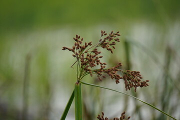Scirpus, commonly known as bulrush or club-rush © DEBU