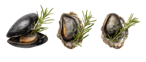 Fresh seafood, mussels and oysters, garnished with rosemary