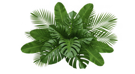 A lush arrangement of tropical palm and monstera leaves creating a vibrant natural pattern isolated on transparent background