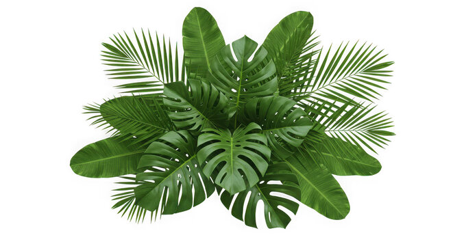 A lush arrangement of tropical palm and monstera leaves creating a vibrant natural pattern isolated on transparent background