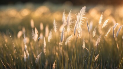 Golden grass field with tall, feathery plants illuminated by warm sunlight, creating a serene and peaceful natural scene.