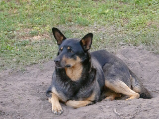 A Black and Tan Dog Lying Comfortably in a Dirt Hole