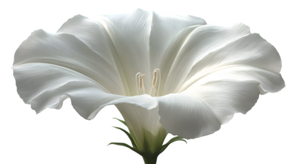 Moon flower with glowing white on white background