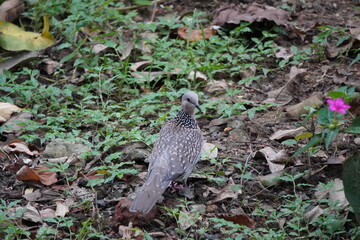 Spotted dove Bird on ground in closeup 